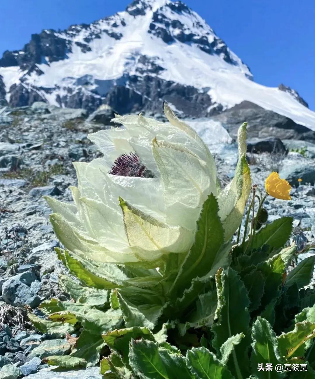 贵州省的省花叫什么名,贵州各个县的县花