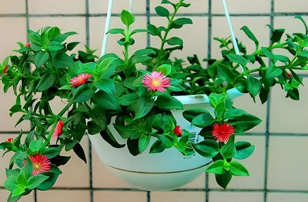 黄叶病如何阻止,黄叶烂根花怎么养最佳图文