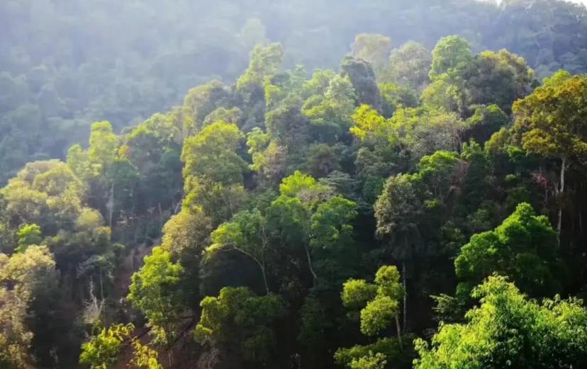 高山云雾出好茶云南,云南茶区哪种茶最好