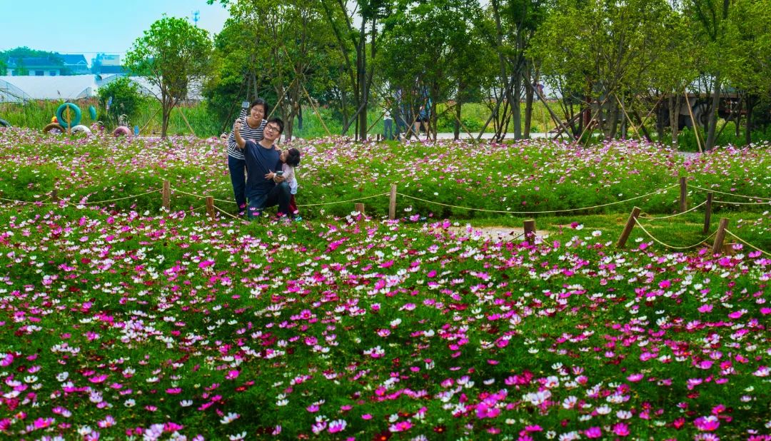 太仓蓝色花海,太仓好看的花海