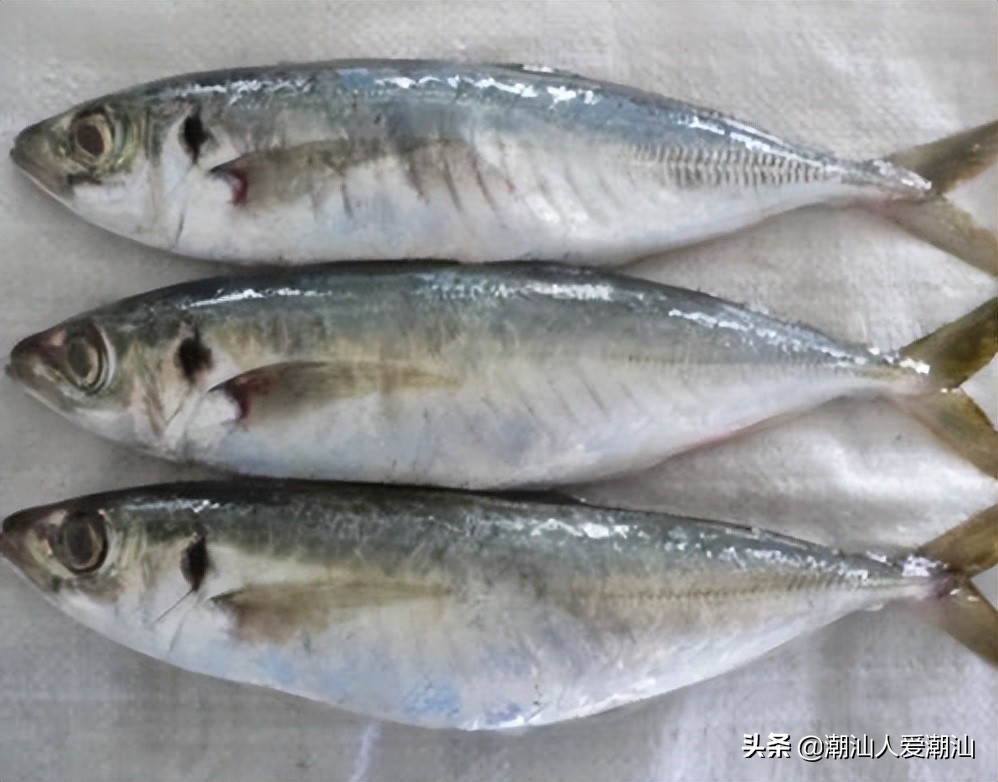 潮汕海鲜薄壳肉,潮汕各式海鲜海鲨