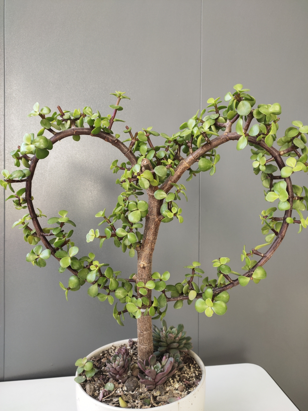 5月份给金枝玉叶换盆,金枝玉叶剃头后怎么才能快速生长