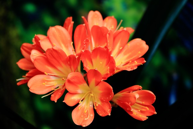 这6种花给点水就爆盆懒人必备,这4种花随便一养就爆盆