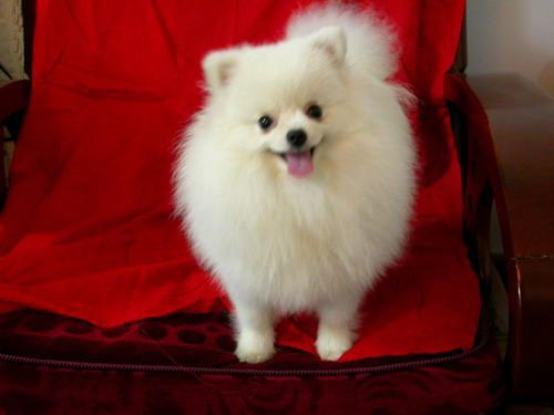 博美不能吃的十大食物有哪些,博美不能吃的十大食物是什么