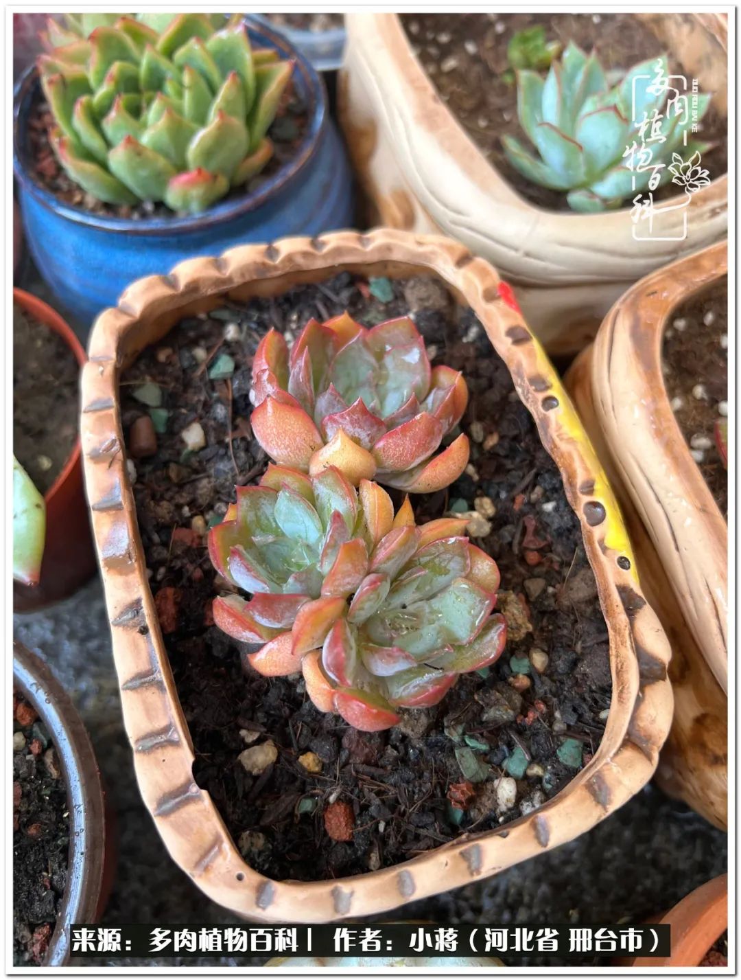 我与多肉植物之间的故事,我和多肉十二卷的故事100字