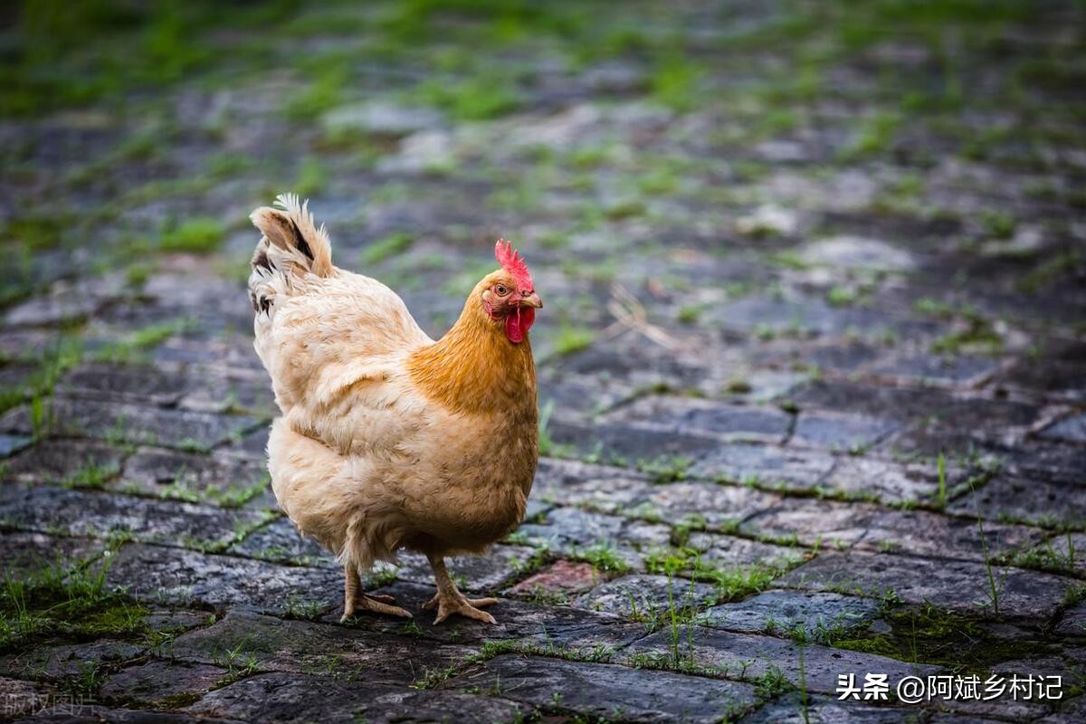 一亩三分地的新农人,如何在农村利用十亩地月入十万