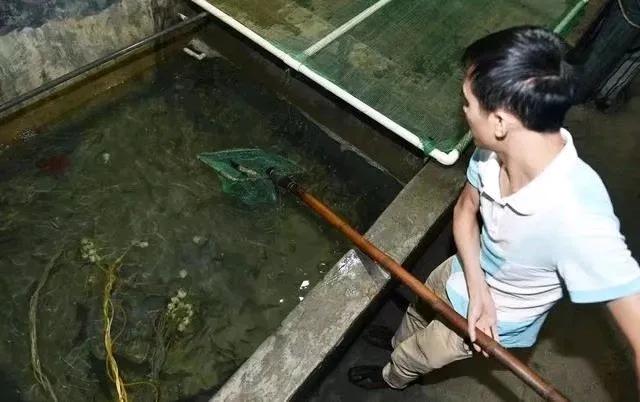 老人因为一个梦就挖出地下鱼泉,老汉因梦在自家挖到神奇鱼泉