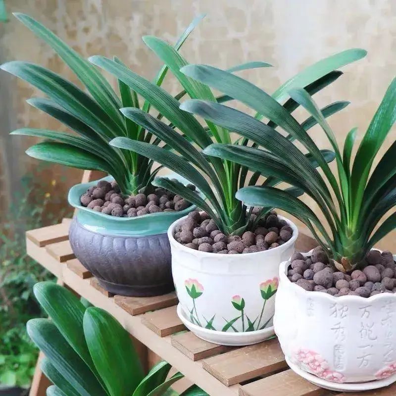 网上买花怎么样的才算不踩坑,在实体店买花好还是在网上买花好