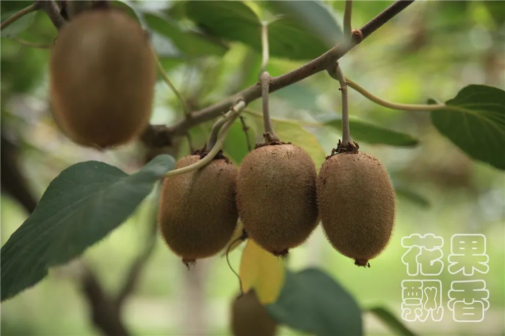 百果园种植技术,百果园的品种