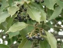 香樟树的分布地区以及生长特征,香樟树药用价值表