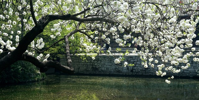 淡然一笑化茧为蝶,淡然一笑风吹而过