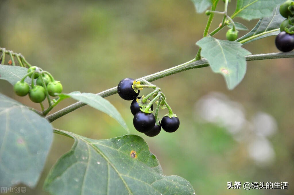 农村遍地都是宝农村的野菜挖不完,农村不要钱的野菜有哪些