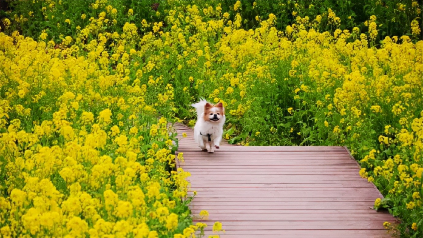 2022春节成都周边油菜花,2022年成都油菜花观赏地