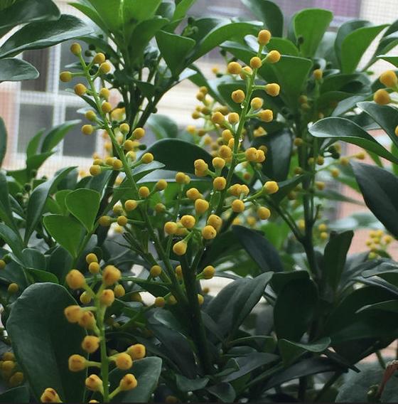 米兰花有香和不香的吗,米兰花好养吗