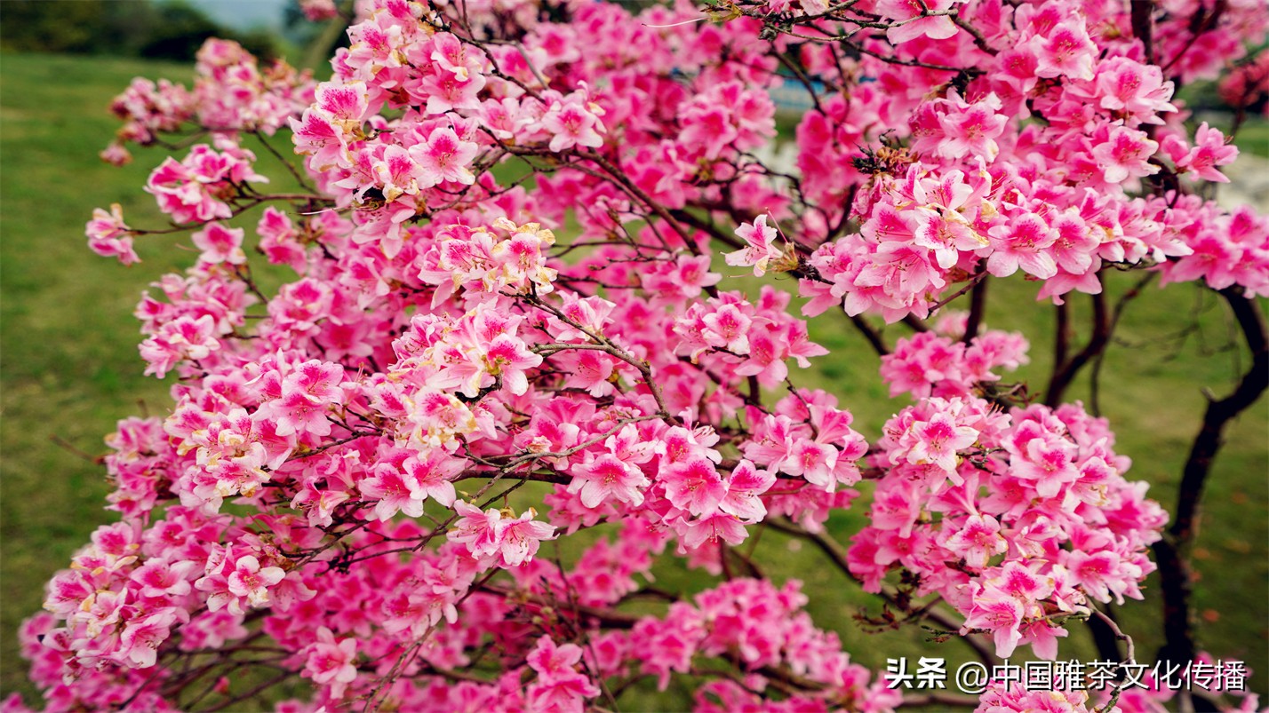 阡陌红尘岁月荏苒,阡陌红尘经典语录