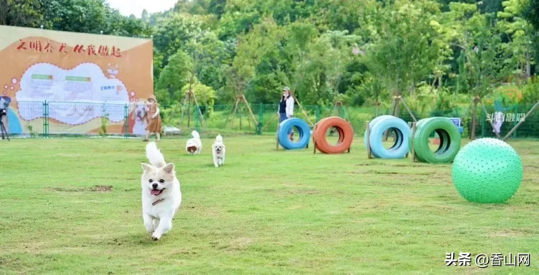 珠海遛狗有市场吗,珠海有哪些地方可以遛狗啊