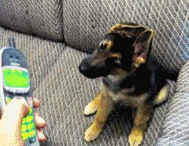 如何养好一只德牧,养德牧最省钱的方法