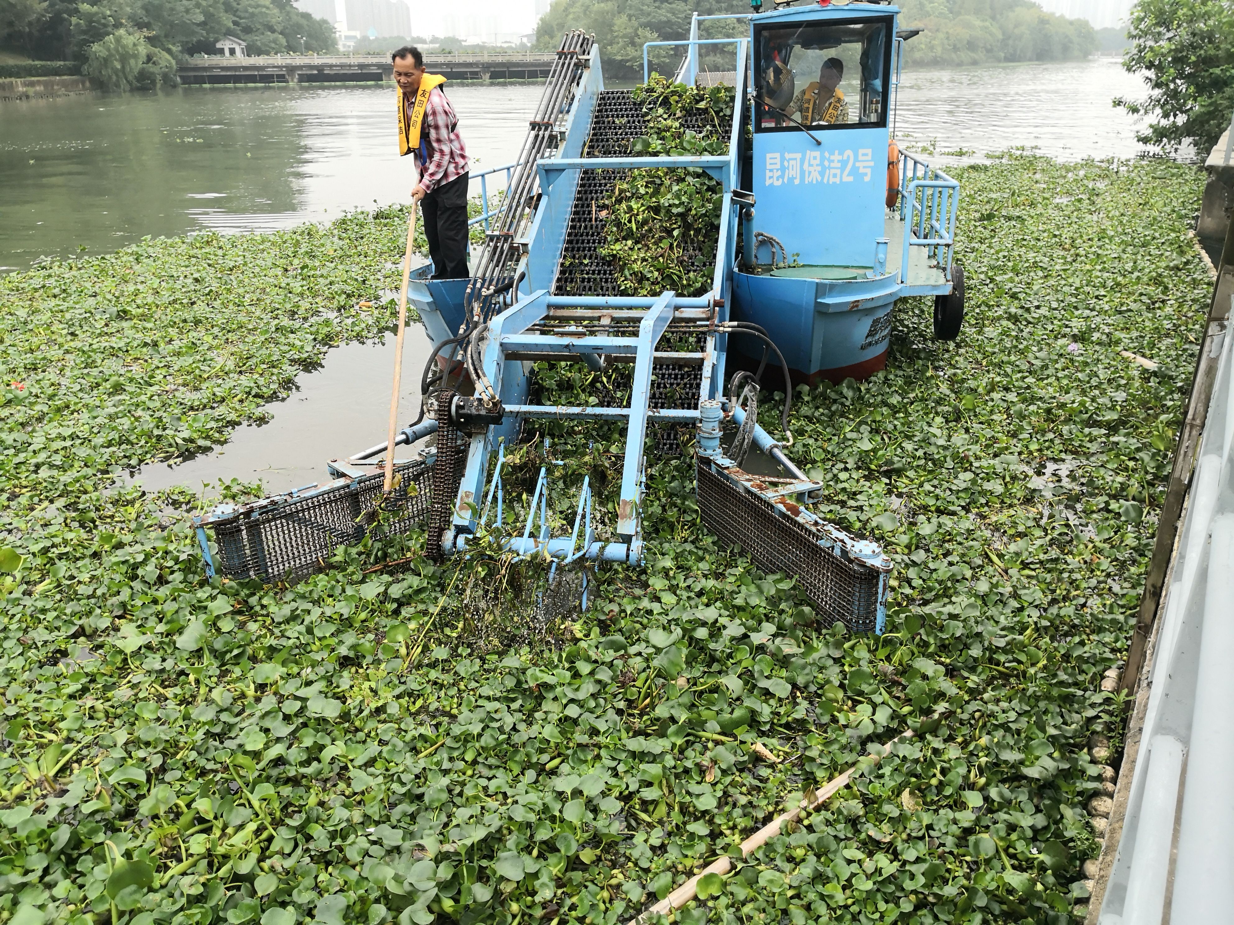 为啥柬埔寨还大量种植水葫芦,柬埔寨的水葫芦怎么变废为宝