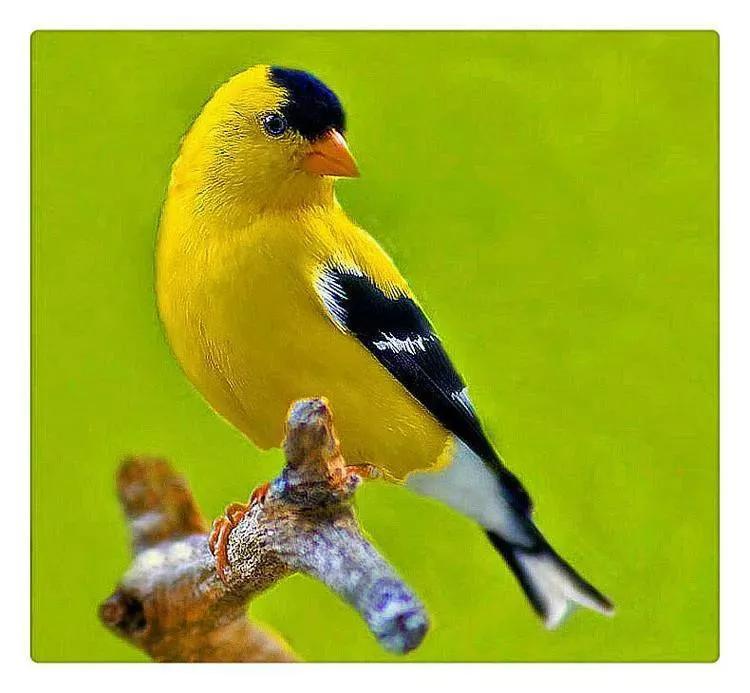 最美罕见的小鸟,全世界最罕见的小鸟