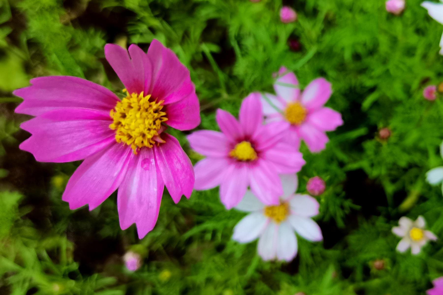 花盆里种不出参天大树——东吴第一任太子孙登成长记