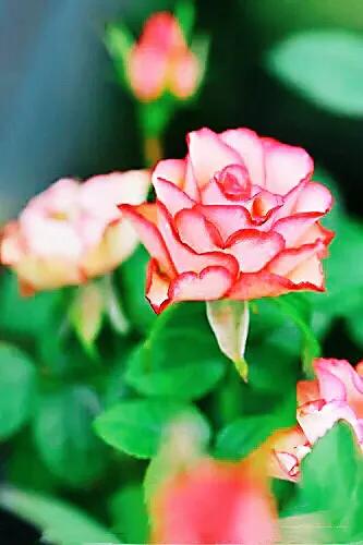 旋转木马和粉扇月季区别,月季旋转木马怎么养