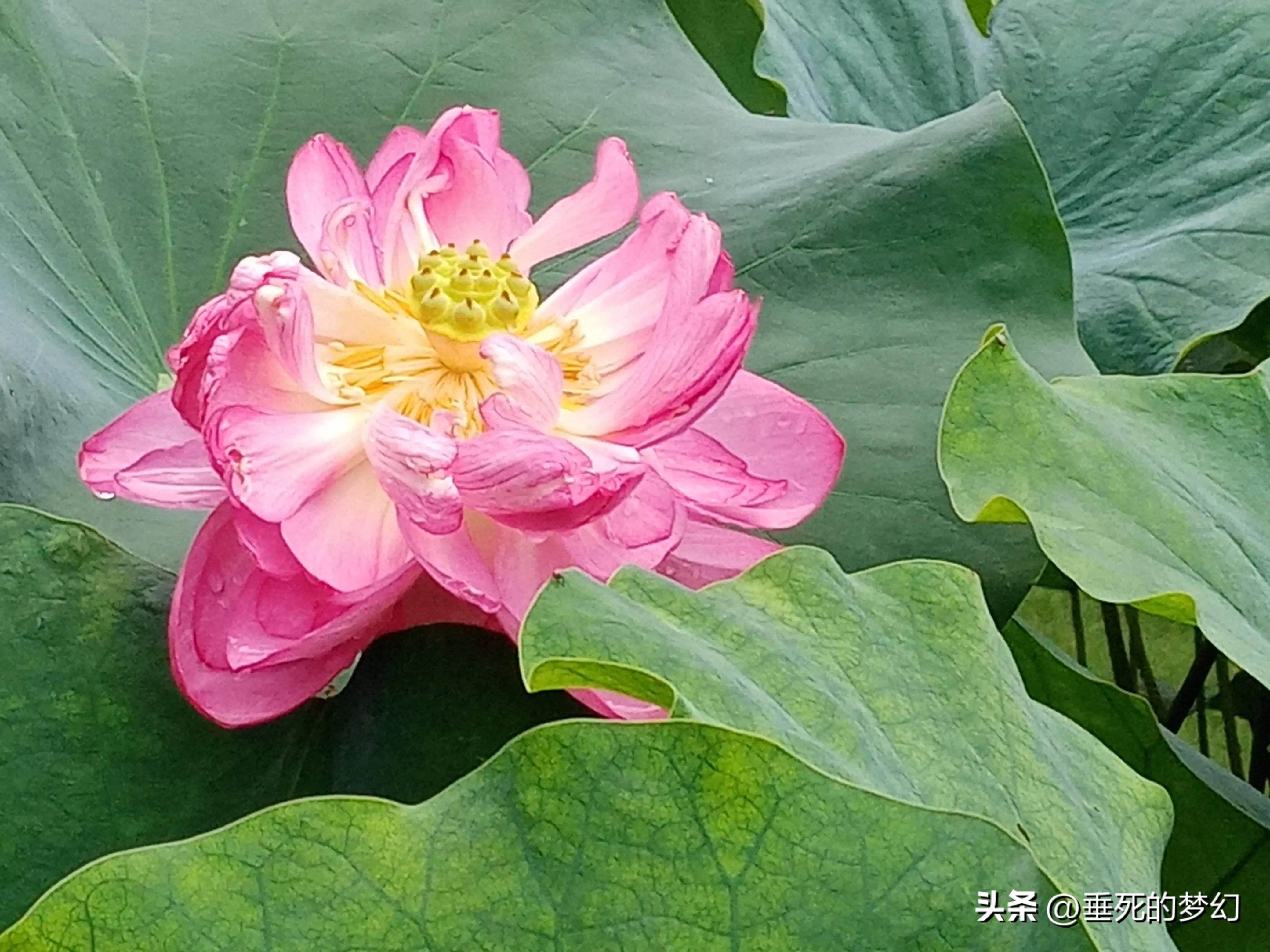 烟雨荷花情,荷花雨中
