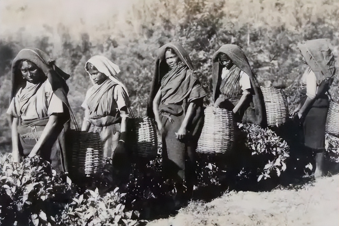 英国为什么不产茶,英国为什么不自己种茶叶