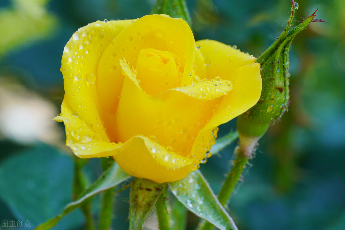 玫瑰花是爱情的象征还是祝福,玫瑰花表达爱情的最佳象征