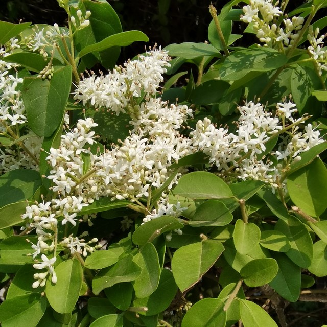 小叶女贞,小叶女贞球