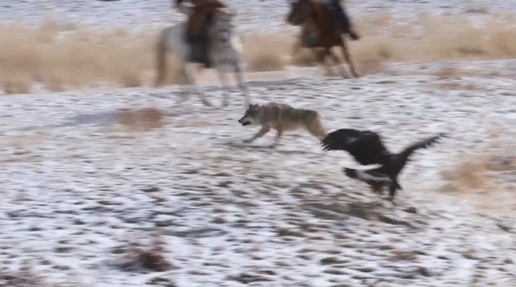 金雕击毙狼全过程,蒙古猎鹰捕狼视频