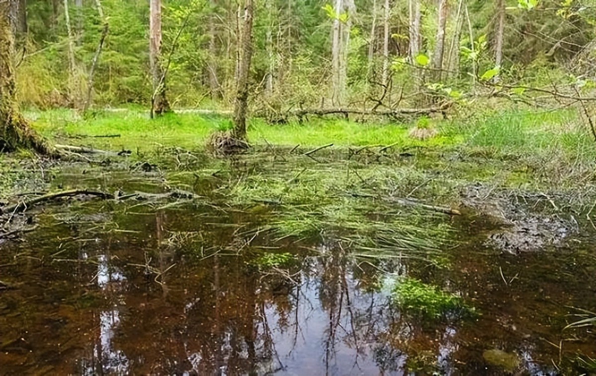 红军长征过草地有什么危险,长征时的草地危机四伏