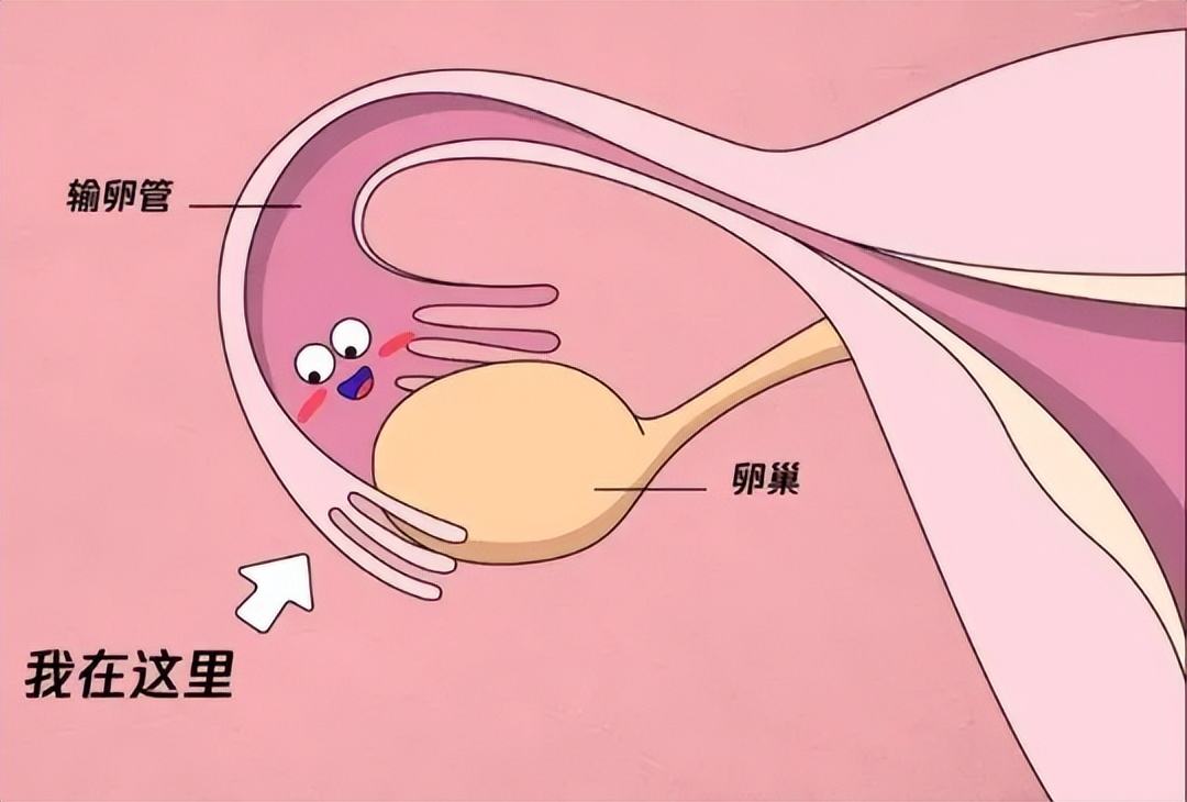 女人输卵管堵塞怎么办,怎样证明输卵管是通的