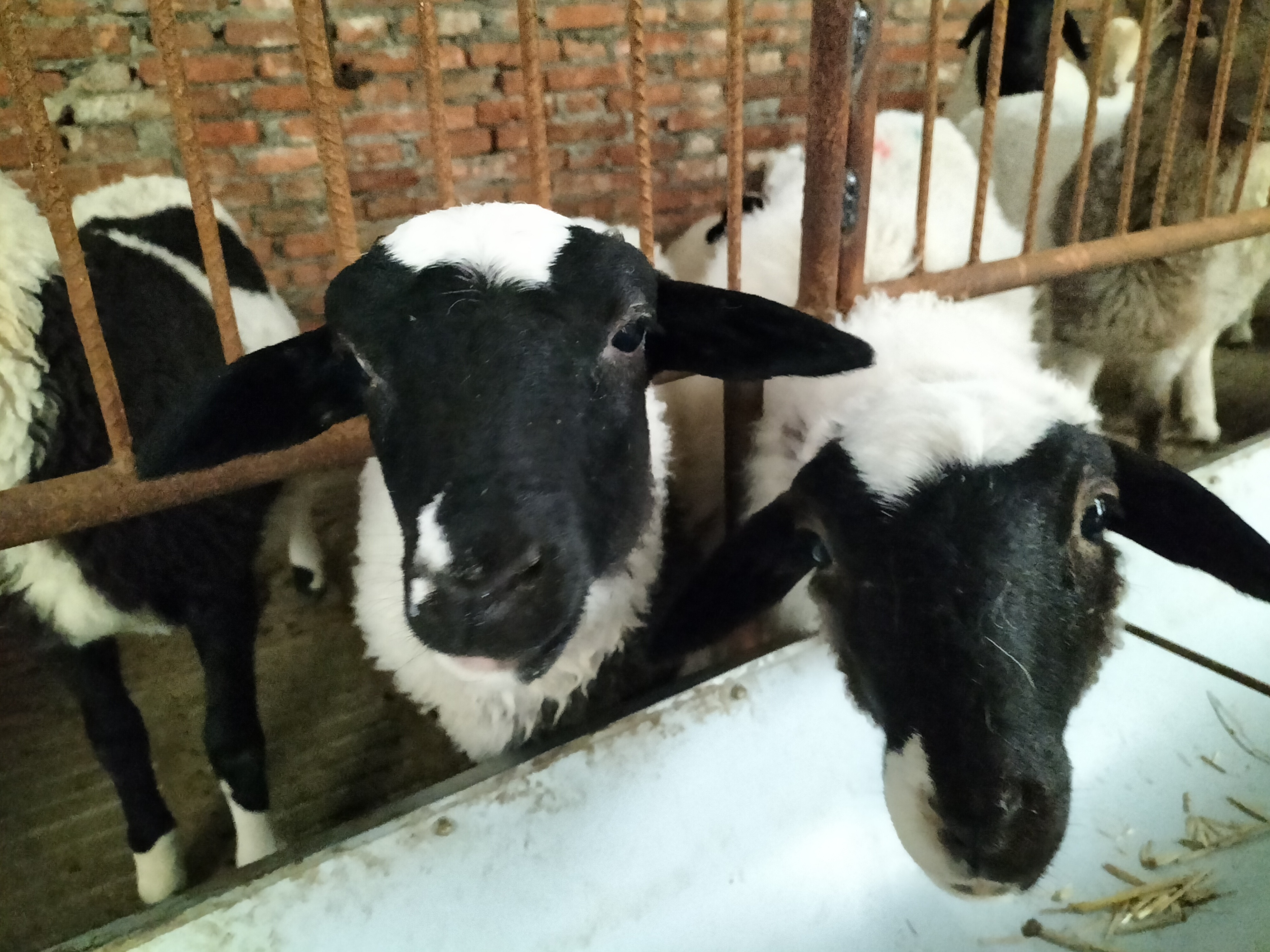 产后母羊不吃卧着不起怎么办,刚产小羊的大母羊奶水不足怎么办