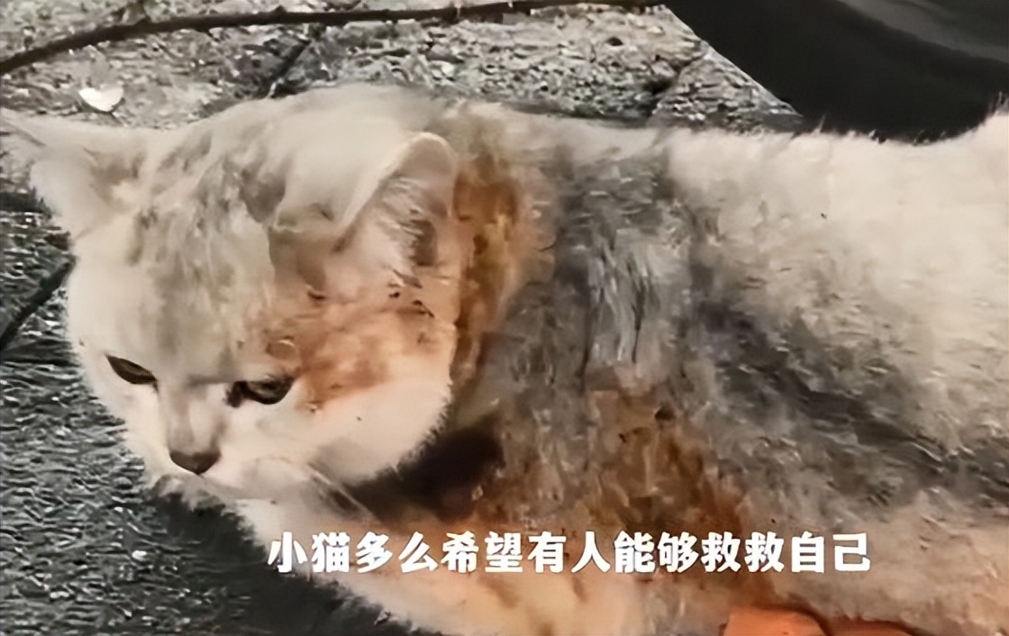 银渐层被收养被自家狗排挤,银渐层猫被人虐待残疾