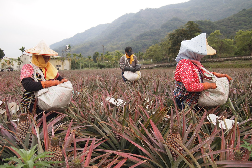 植保黑科技助力绿色农业,栽培技术植保技术决定农产品质量