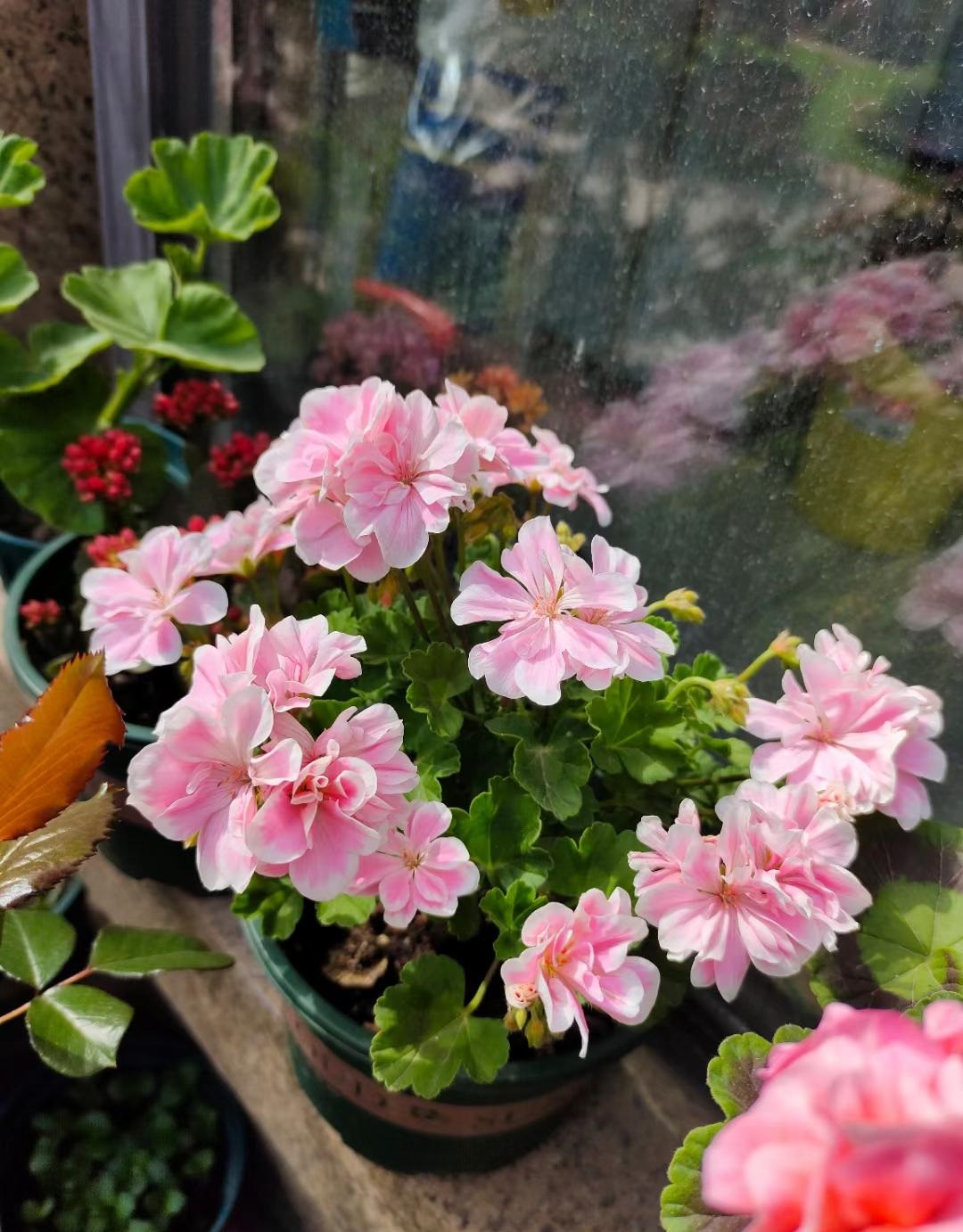 阳台养月季的成功案例,天竺葵童话故事花期长吗