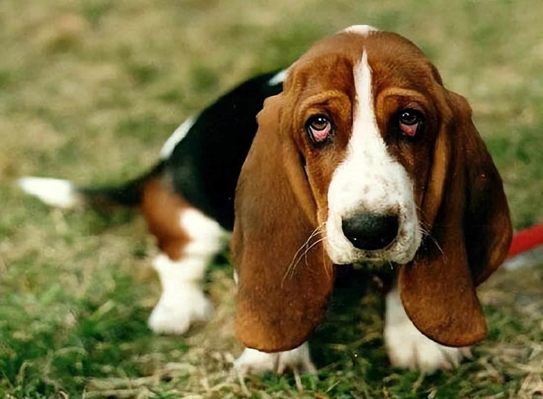 这四种狗味道是最臭的你还养吗,最臭的五种狗排名