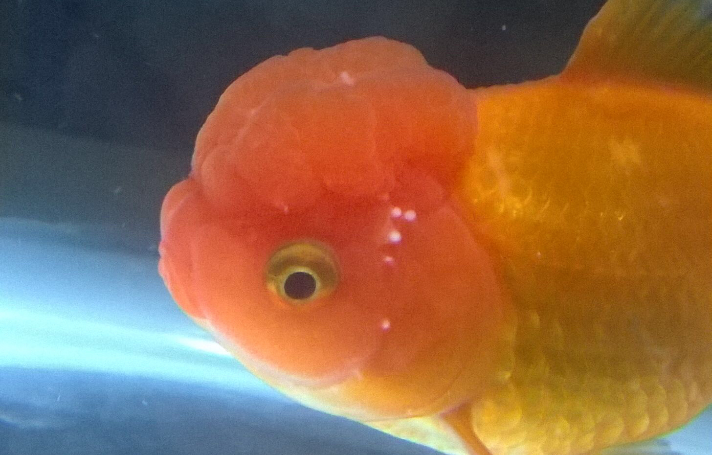 金鱼常见病及防治方法,金鱼锦鲤常见病怎样医治