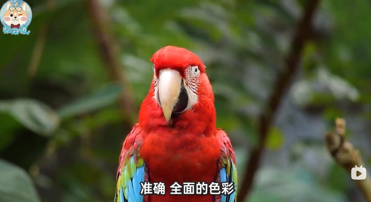 三色激光和全彩激光投影,三色和单色激光投影区别