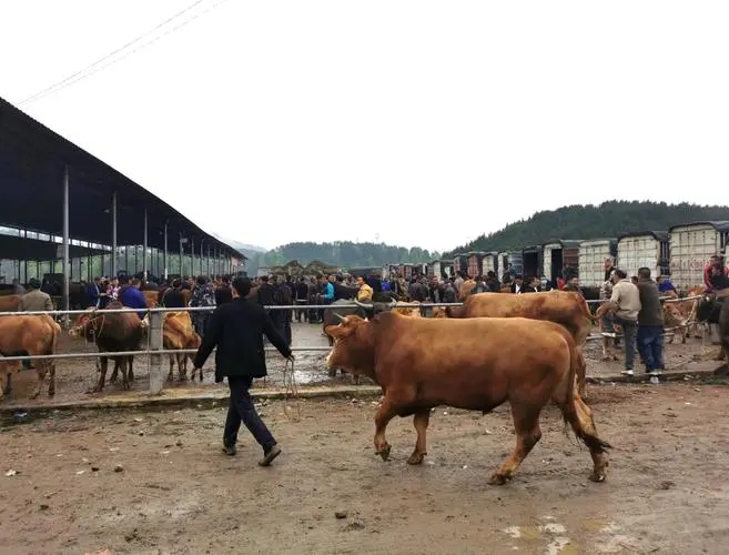 养好的牛去哪里找销路,肉牛怎么卖最赚钱
