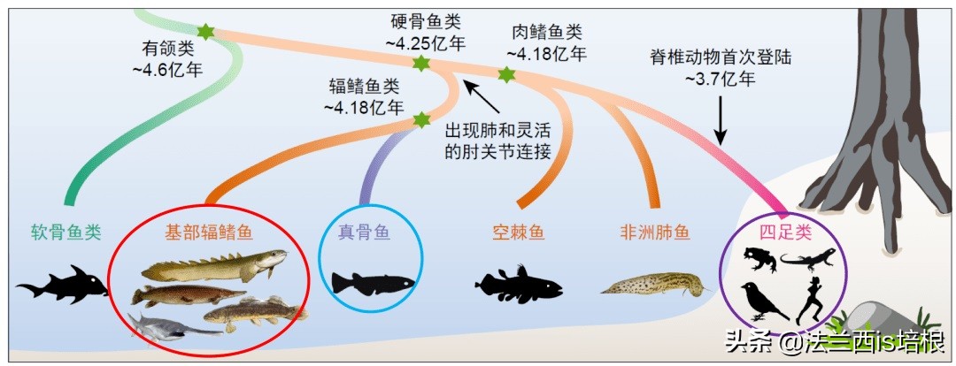 打呵欠为什么鼓膜会膨胀？科学家首次找到证据，解锁人类祖先是鱼