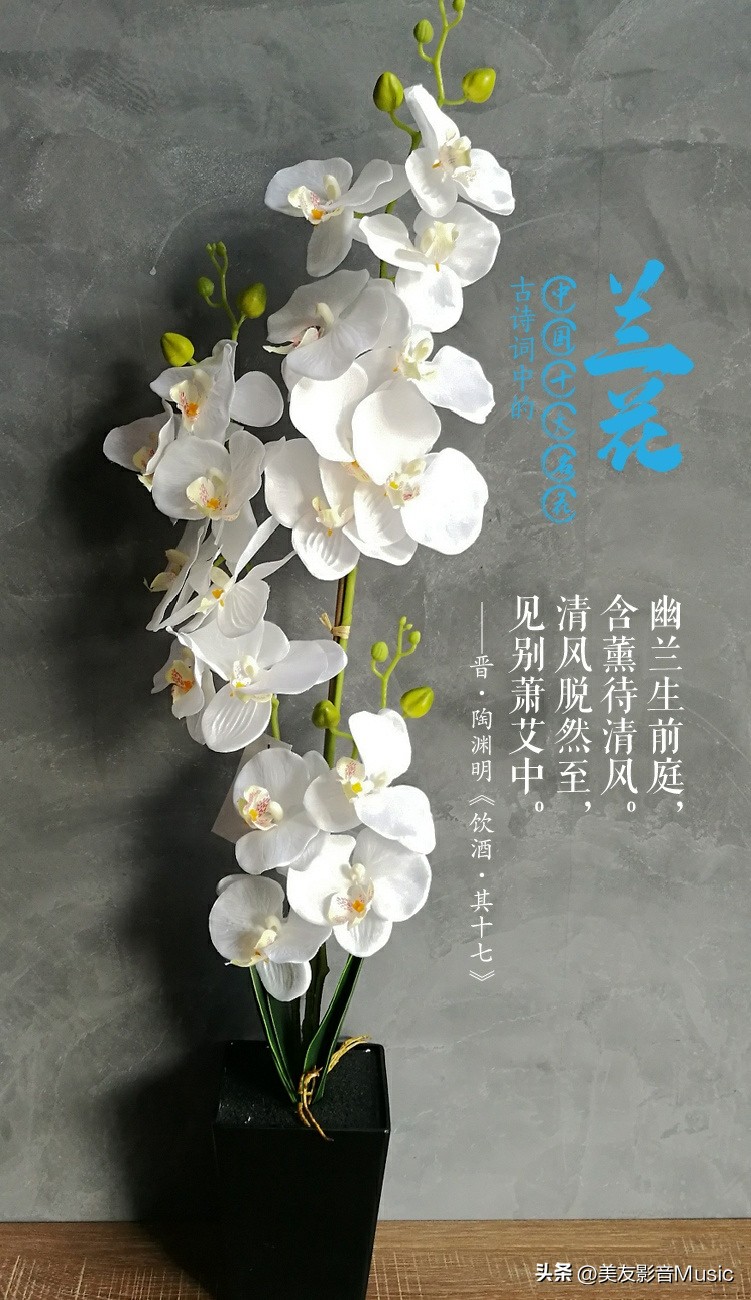 十大著名的兰花诗,十首代表兰花的诗句