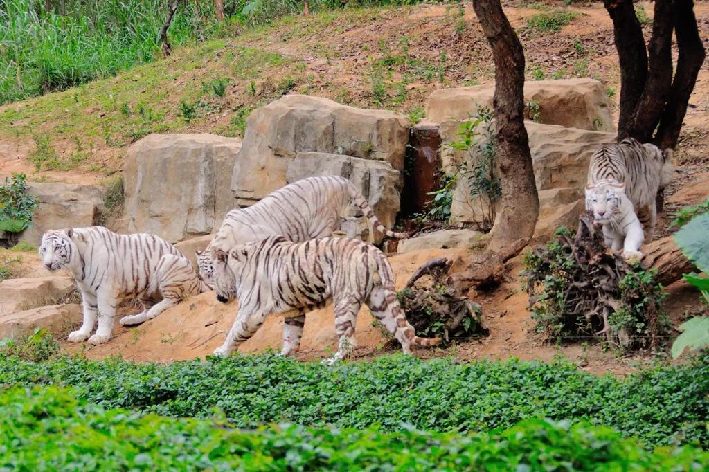 广州长隆野生动物园全部动物,广州长隆野生动物园所有动物介绍