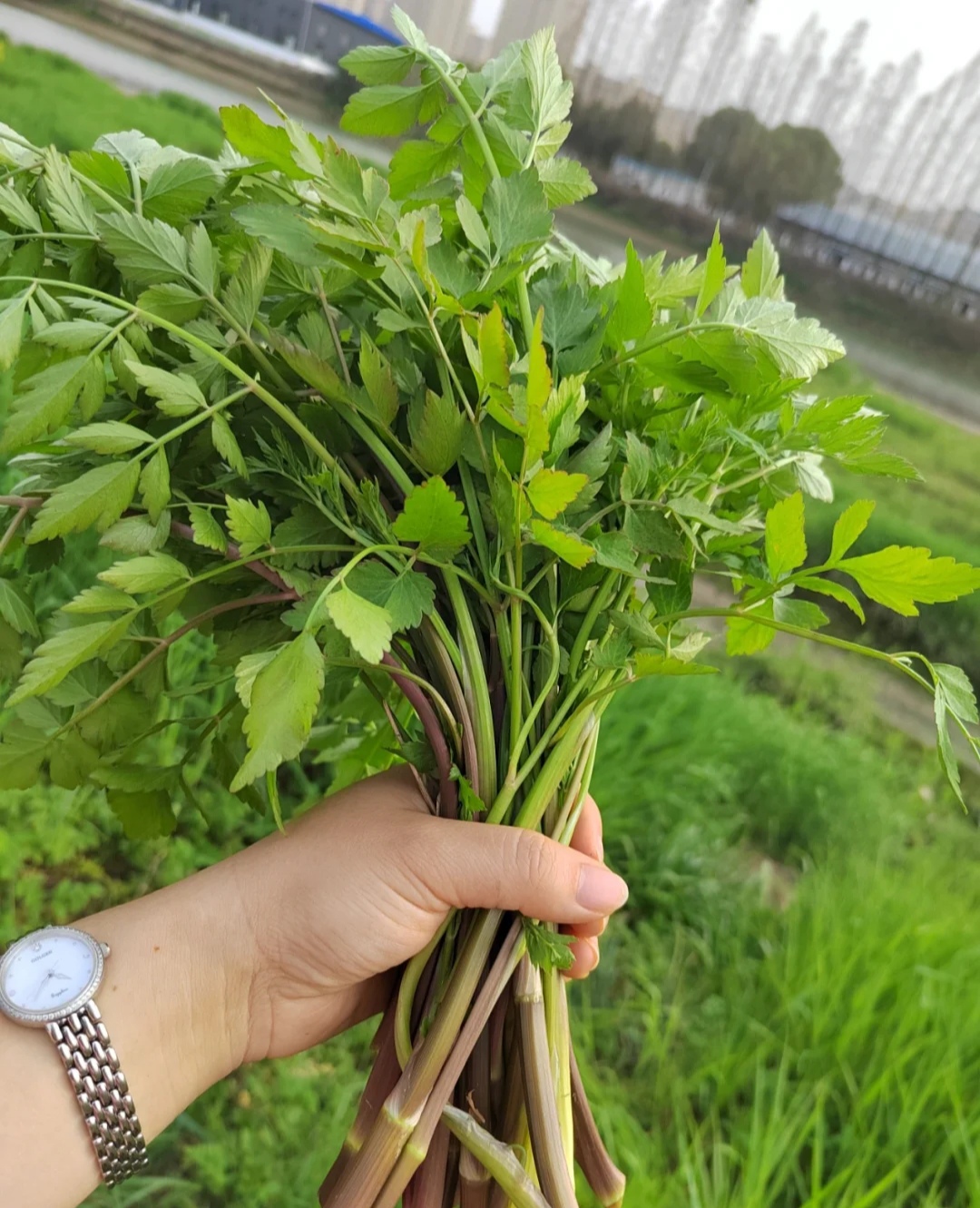 可以吃的野菜大全100种图解,教你认识100种野菜