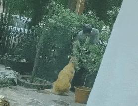 隔壁邻居偷了我家的狗,隔壁邻居偷我家狗