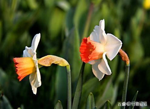 水仙知识大全,关于水仙的东西