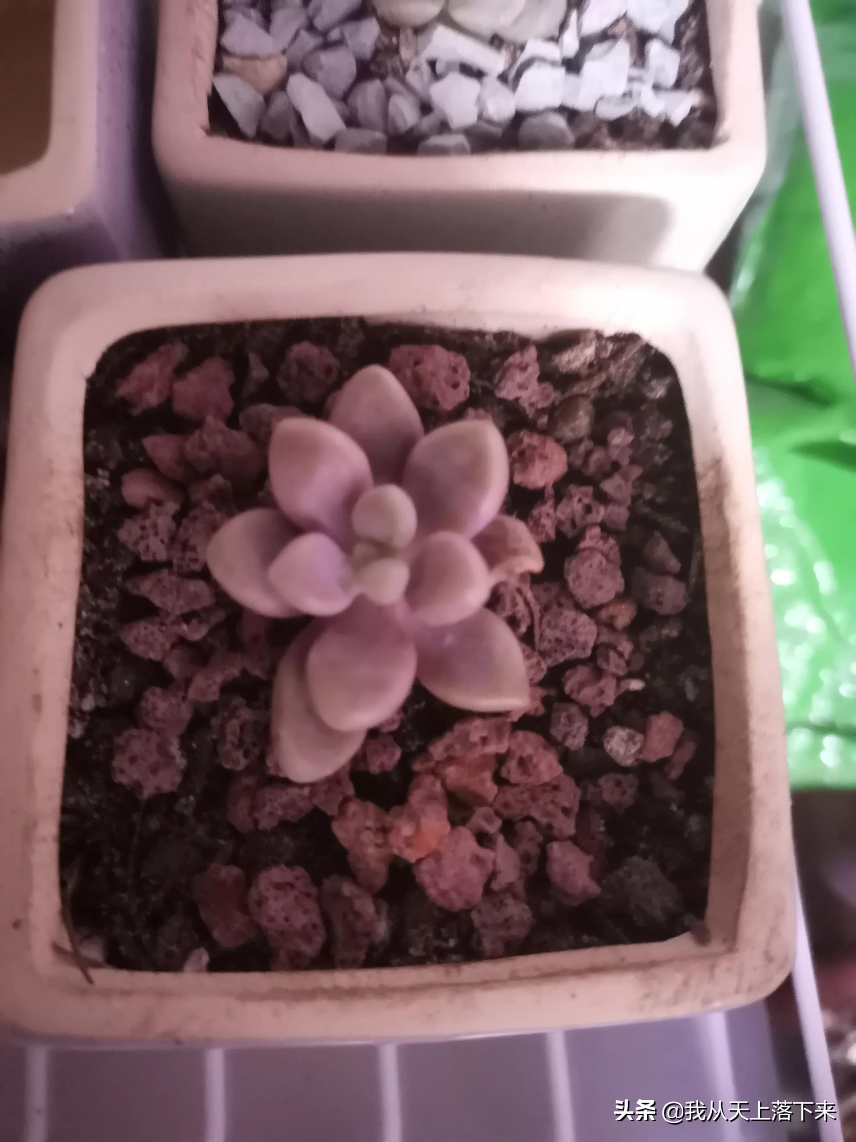 多肉品种及图片大全欣赏,多肉品种辨别图片大全欣赏