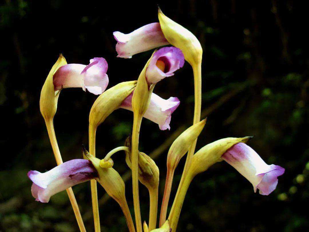 芦苇丛里的寄生植物 (寄生在芦苇根部的植物)