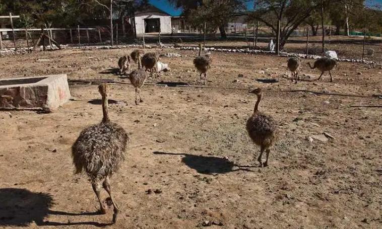 国外鸵鸟养殖前景如何,鸵鸟怎么养才能更好更赚钱