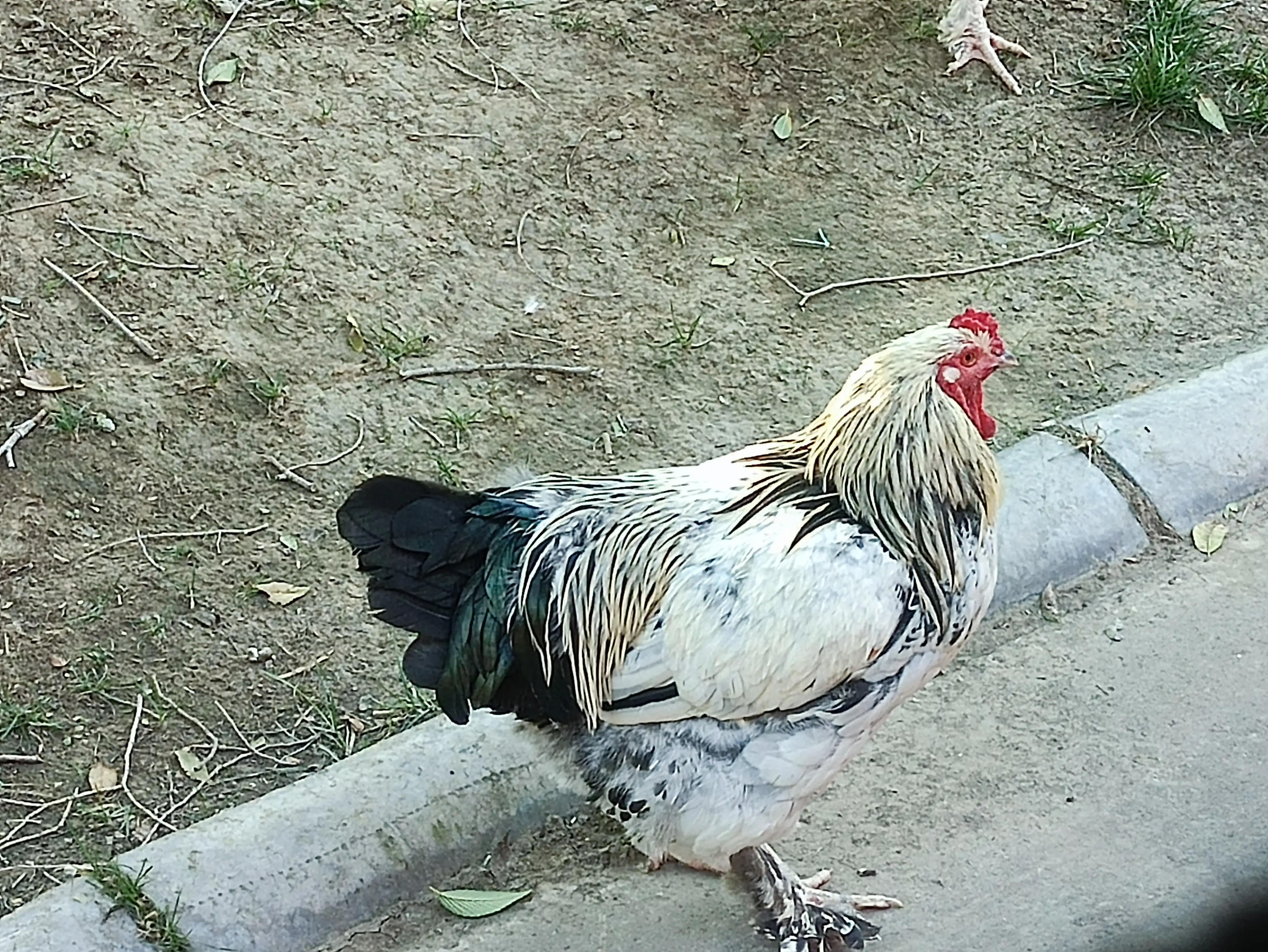 北京动物园和北京野生动物园区别,北京野生动物园狗妈妈和老虎狮子